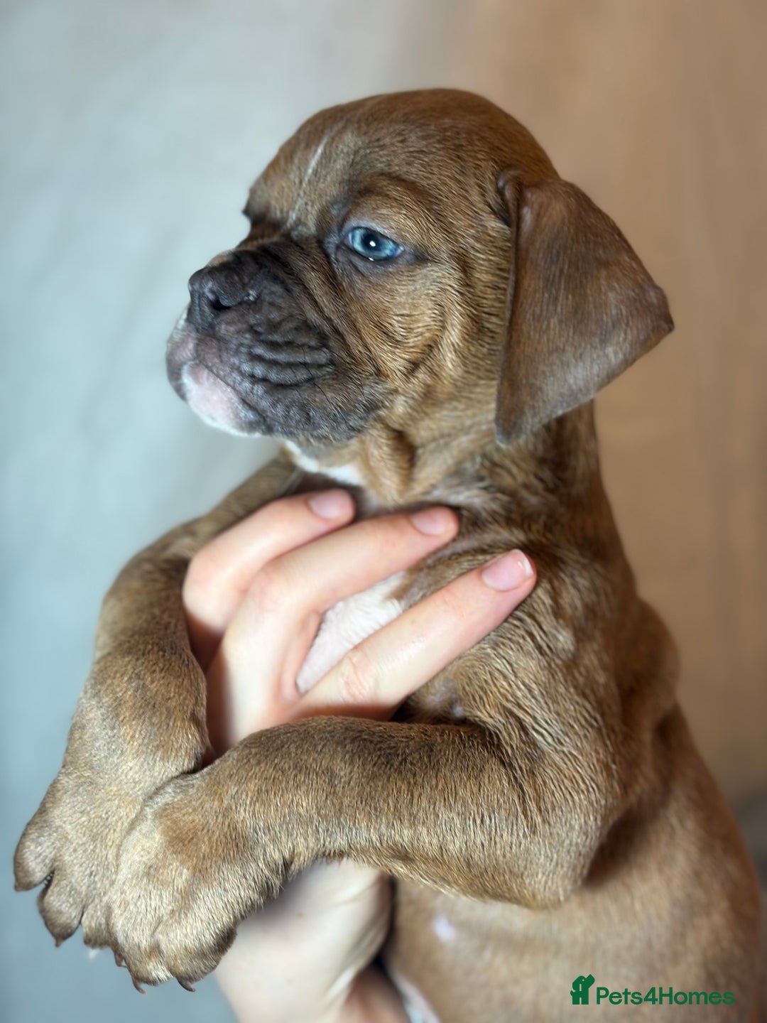 Olde English Bulldogge dogs for sale: 8 week old Olde English Bulldogges  - Advert 18