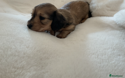 Miniature Dachshund dogs for sale: kc reg shaded creams - Image 4