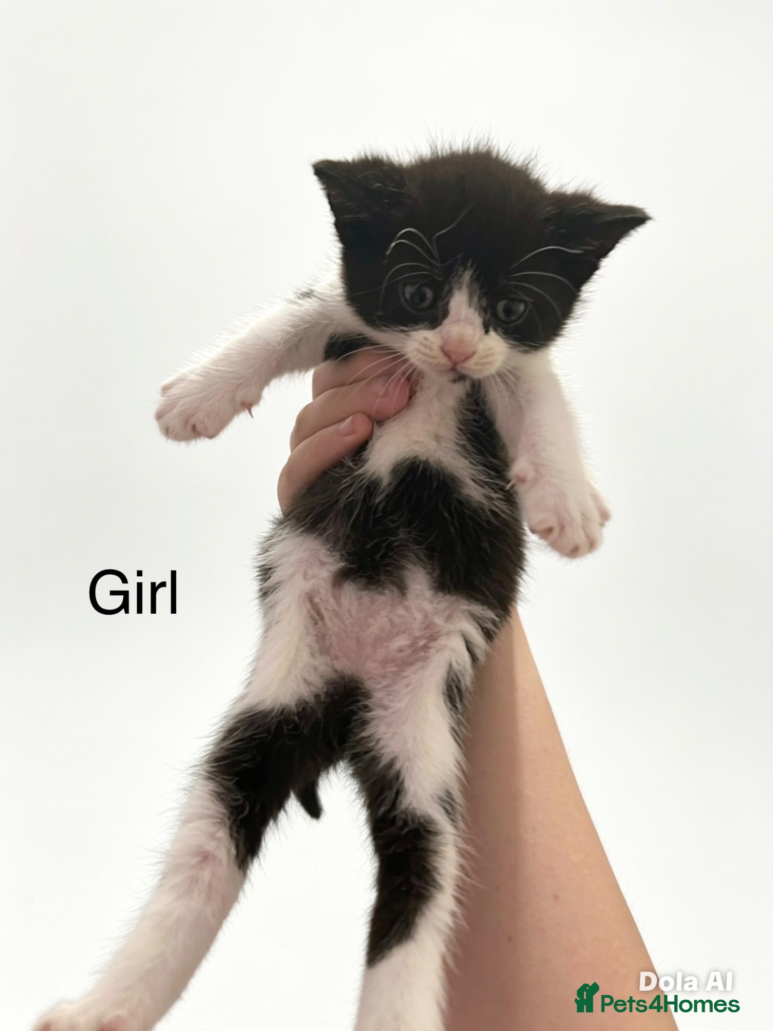 Mixed Breed cats for sale: Beautiful kittens - Advert 4