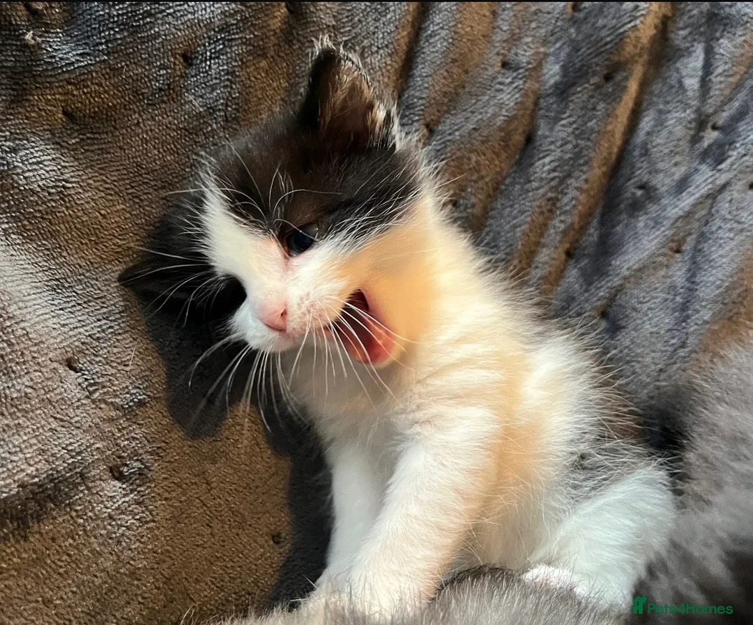 Mixed Breed cats for sale: Beautiful Kittens For Sale❤️ - Advert 5