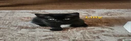 British Shorthair cats for sale: British Short Haired and Turkish Angora mix  - Advert 19