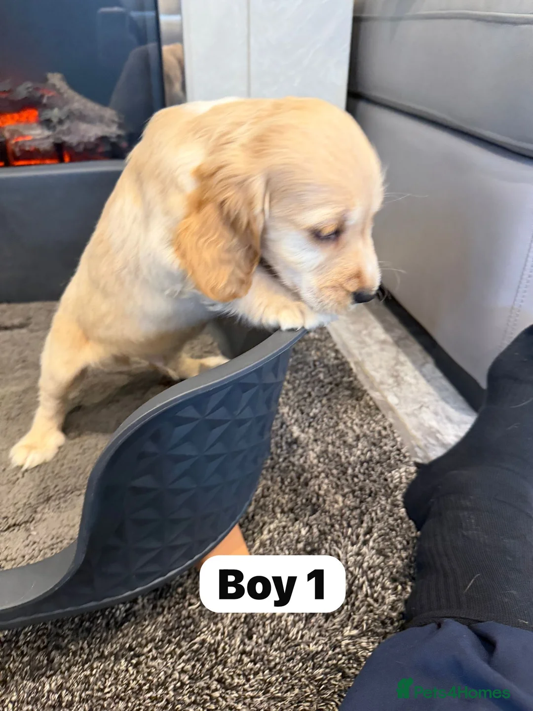 Cocker Spaniel dogs for sale: Beautiful adorable show type cocker spaniels - Advert 16