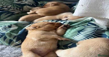 Cockerdor dogs - Advert 8