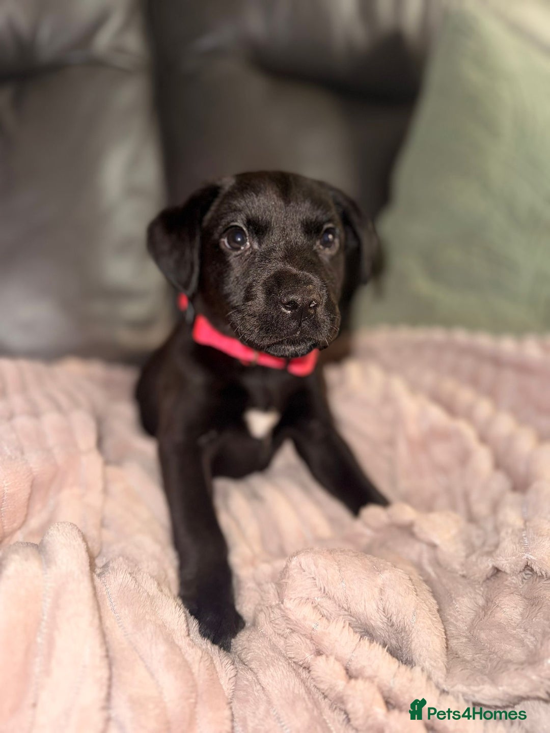 Labrador Retriever dogs for sale: Labrador X Boxerdore puppies  - Advert 3