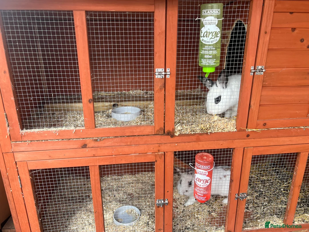 Mixed Breed rabbits for sale: Free rabbits 1 girl 1 boy - Advert 4