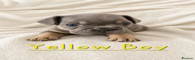 Yellow collar- Blue and Tan boy