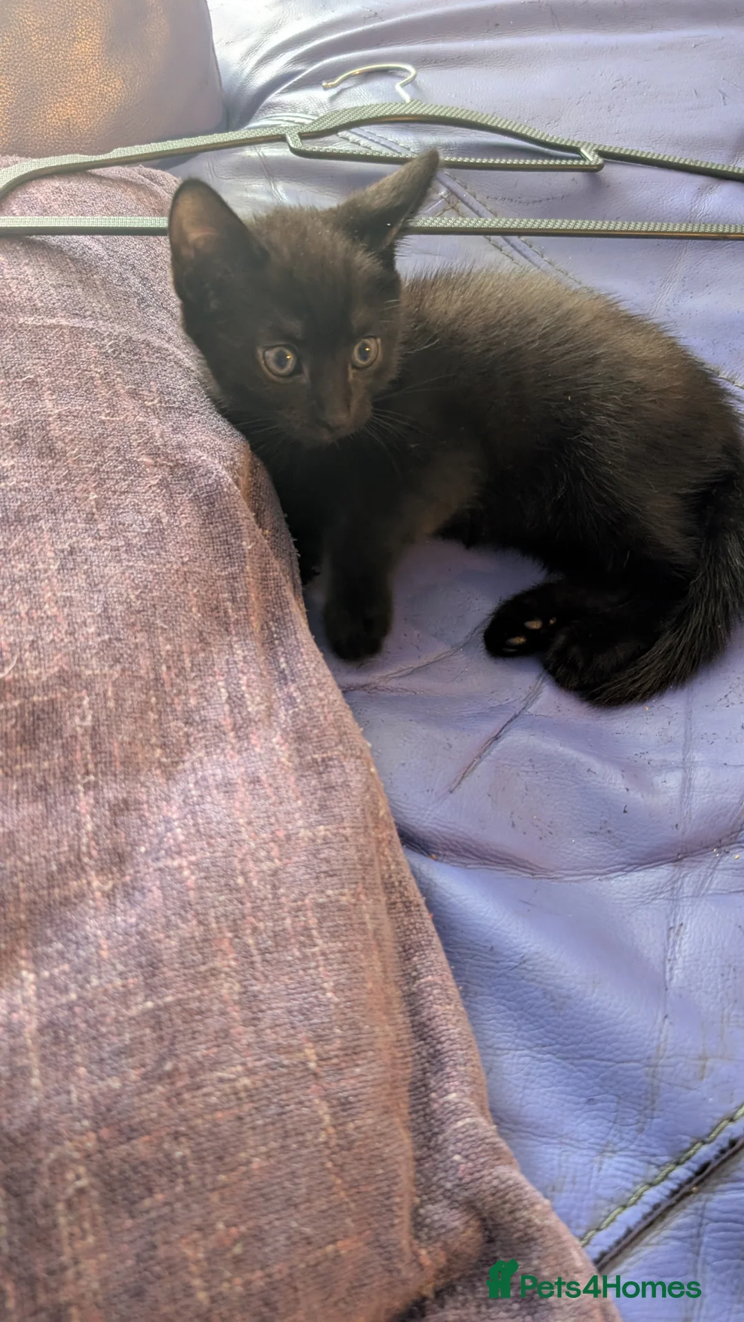 Mixed Breed cats for sale: 2 black mixed kittens - Advert 2