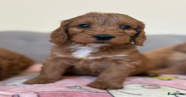 Cockapoo dogs - Advert 1