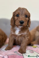 Cockapoo dogs - Advert 14