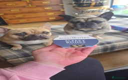 French Bulldog dogs for sale: Must be re-homed together  - Advert 4