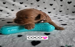 Cavapoo dogs for sale: 🧡 HEALTH TESTED F1B CAVAPOO  PUPPIES🧡 - Image 11