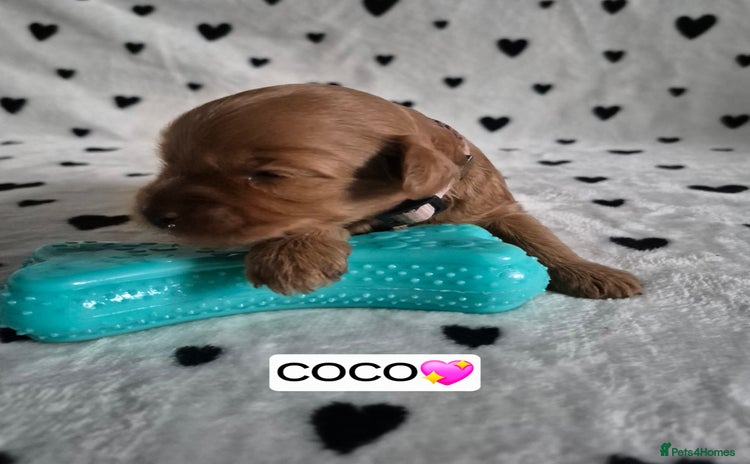 Cavapoo dogs 🧡 HEALTH TESTED F1B CAVAPOO  PUPPIES🧡 - Advert 4