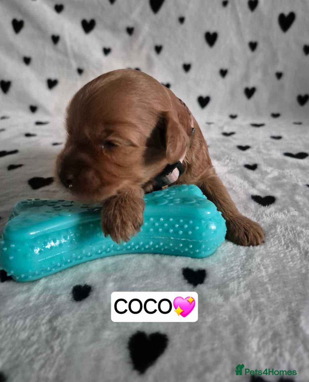 Cavapoo dogs for sale: 🧡 HEALTH TESTED F1B CAVAPOO  PUPPIES🧡 - Image 11