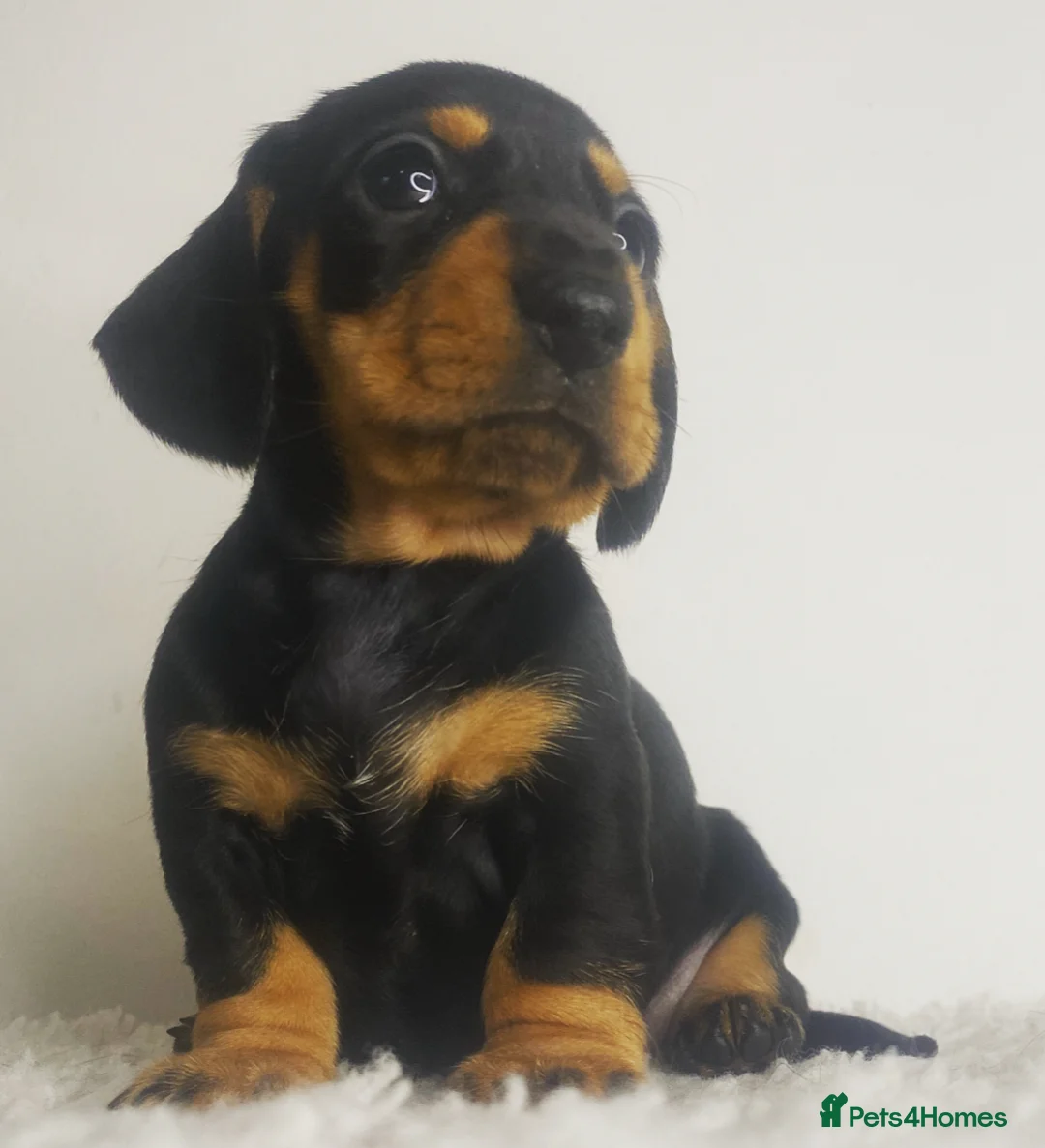 Miniature Dachshund dogs for stud: Kc reg IVDD screened pra clear mini smooth  in Newton Abbot - Advert 19