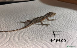 Bearded Dragon reptiles for sale: Various Baby Bearded Dragons For Sale - Advert 13