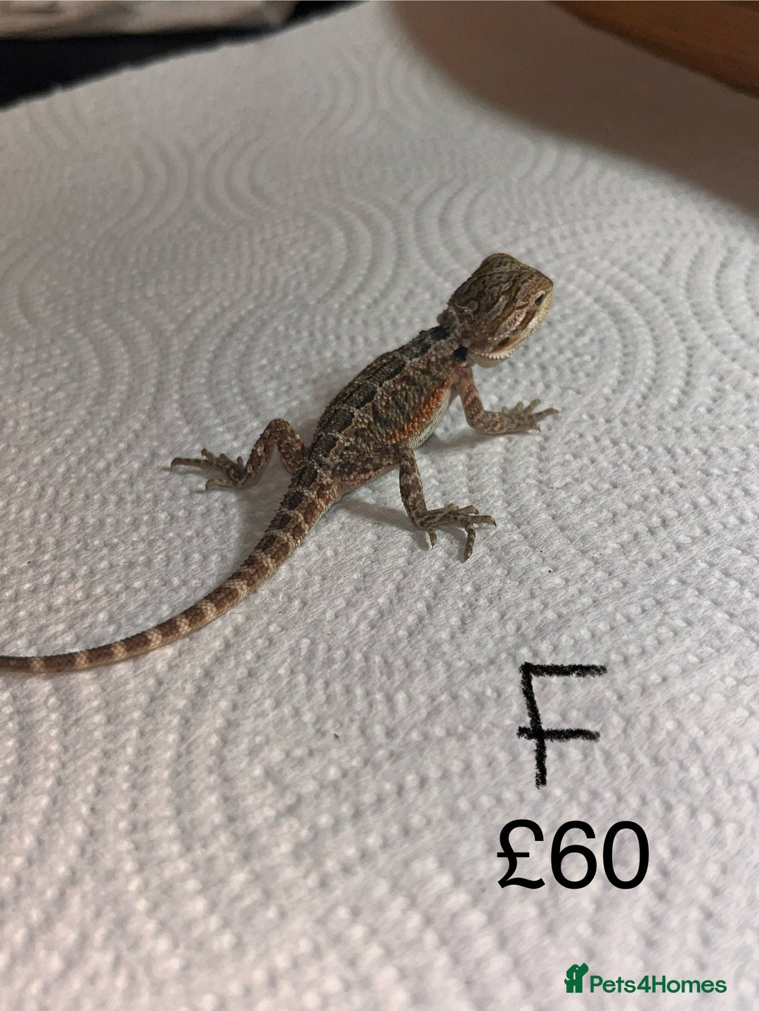 Bearded Dragon reptiles for sale: Various Baby Bearded Dragons For Sale - Advert 13