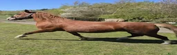 Mixed Breed livestock for sale: Welsh X mare in Ashington - Advert 6