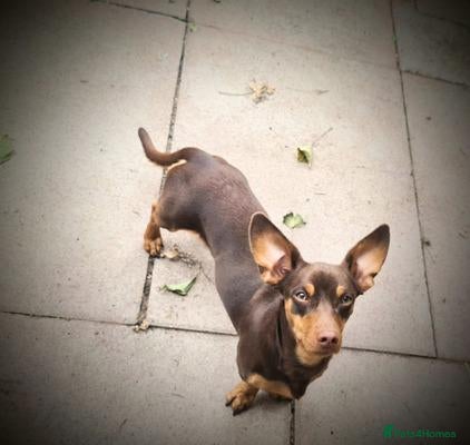 Miniature Dachshund dogs for sale: looking for a perfect forever home for Aubree - Advert 1