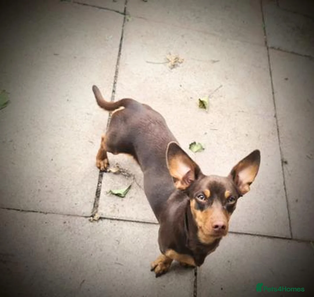 Miniature Dachshund dogs for sale: looking for a perfect forever home for Aubree in Edinburgh - Advert 1