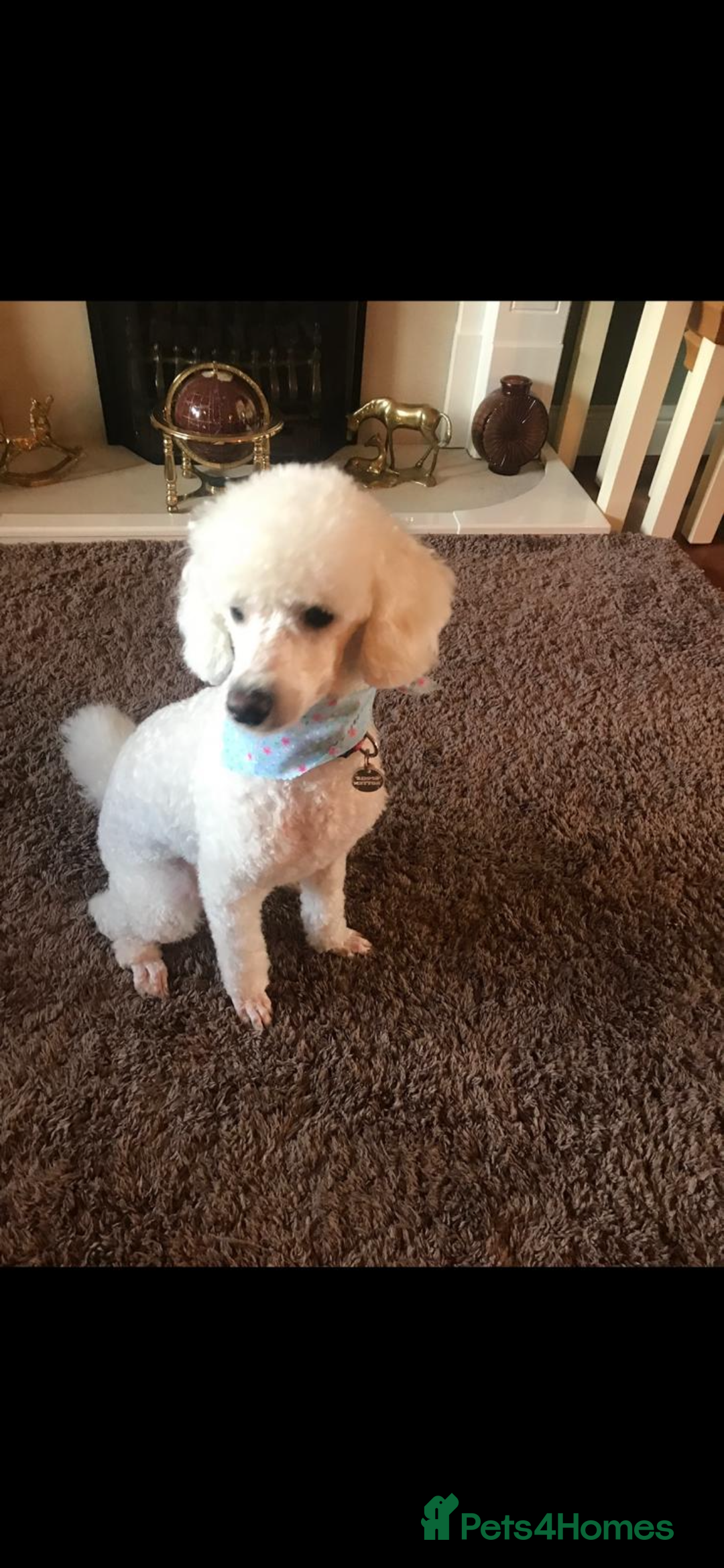 Poodle dogs for sale: Adorable Poodle puppies - Advert 2