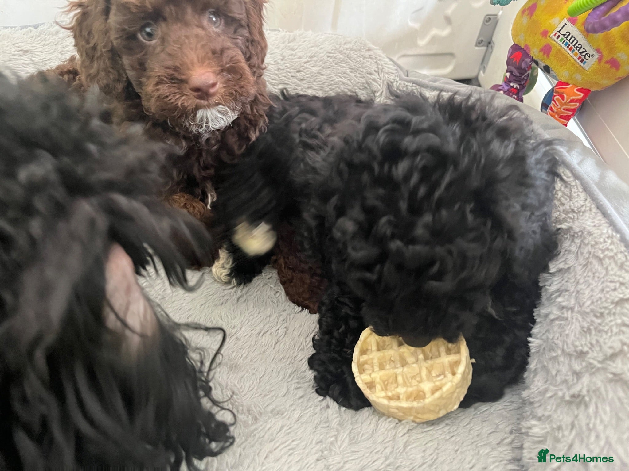 Mixed Breed dogs Intervariety Brown phantom Male Poodle  - Advert 2
