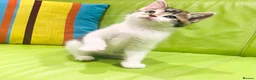 Mixed Breed cats for sale: Kittens for sale ,mixed breed, wonderful behaviour - Advert 25