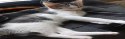 Mixed Breed cats for sale: Beautiful kittens for sale  - Advert 7
