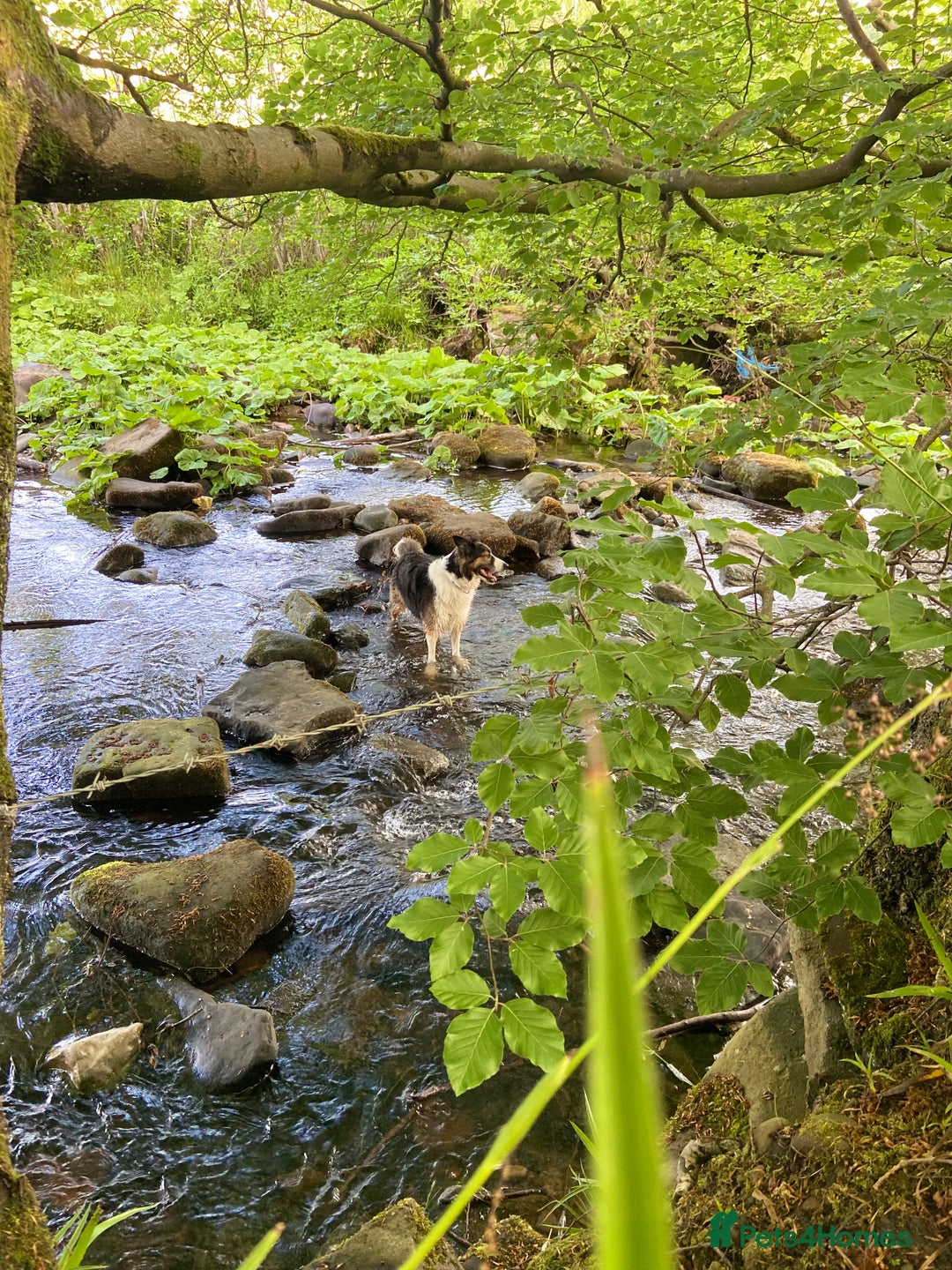 Mixed Breed dogs for sale: Border collie - read des  in Keighley - Image 11