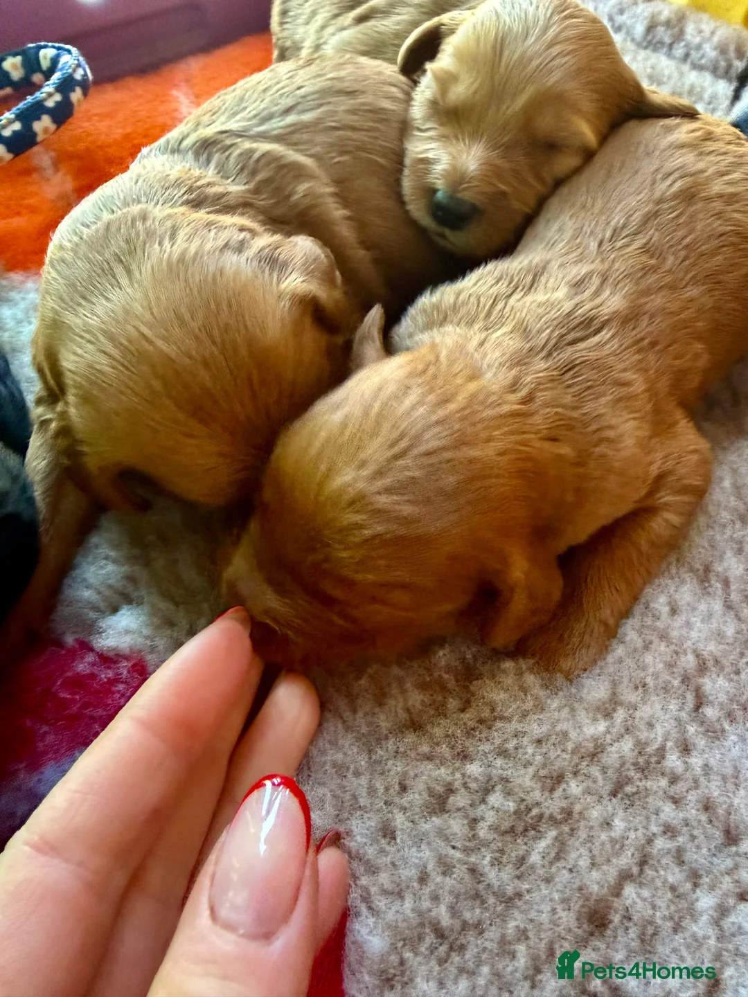 Mini Goldendoodle dogs for sale: Extensively health tested F1 goldendoodle puppies  - Advert 24