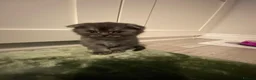 Scottish Fold cats for sale: Scottish fold kittens  - Advert 16