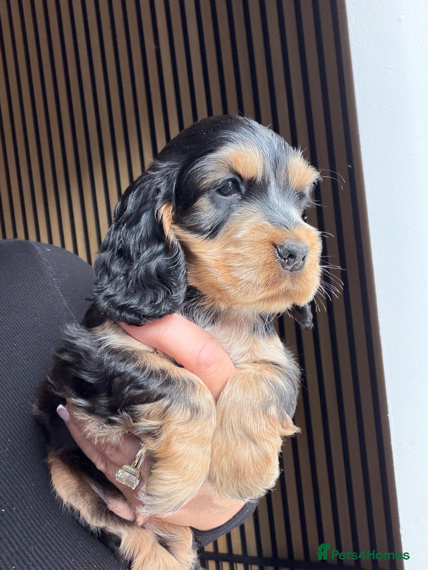 Cocker Spaniel dogs 🐶RIZI BIZI beautiful pedigree show spaniels🐶 - Advert 2