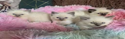 Ragdoll cats for sale: Four Stunning GCCF Registered Girls - Advert 13