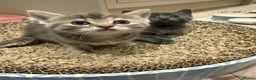 Mixed Breed cats for sale: Stunning Ragdoll/British shorthair kittens💗💙 - Advert 14