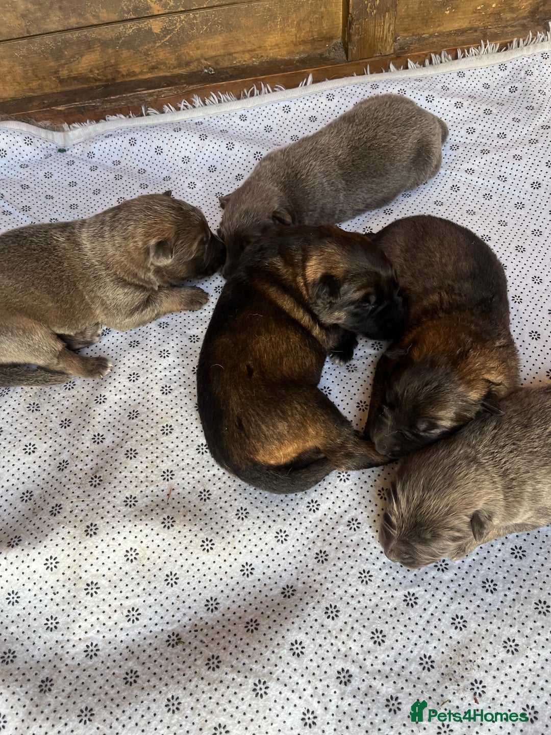 German Shepherd dogs for sale: German Shepherd Puppies Boys / Girls - Image 1