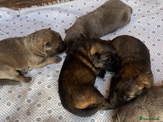 German Shepherd dogs - Advert 12