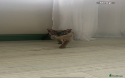 Bengal cats for sale: Beautiful Blue Mink Bengal Girl - Image 4