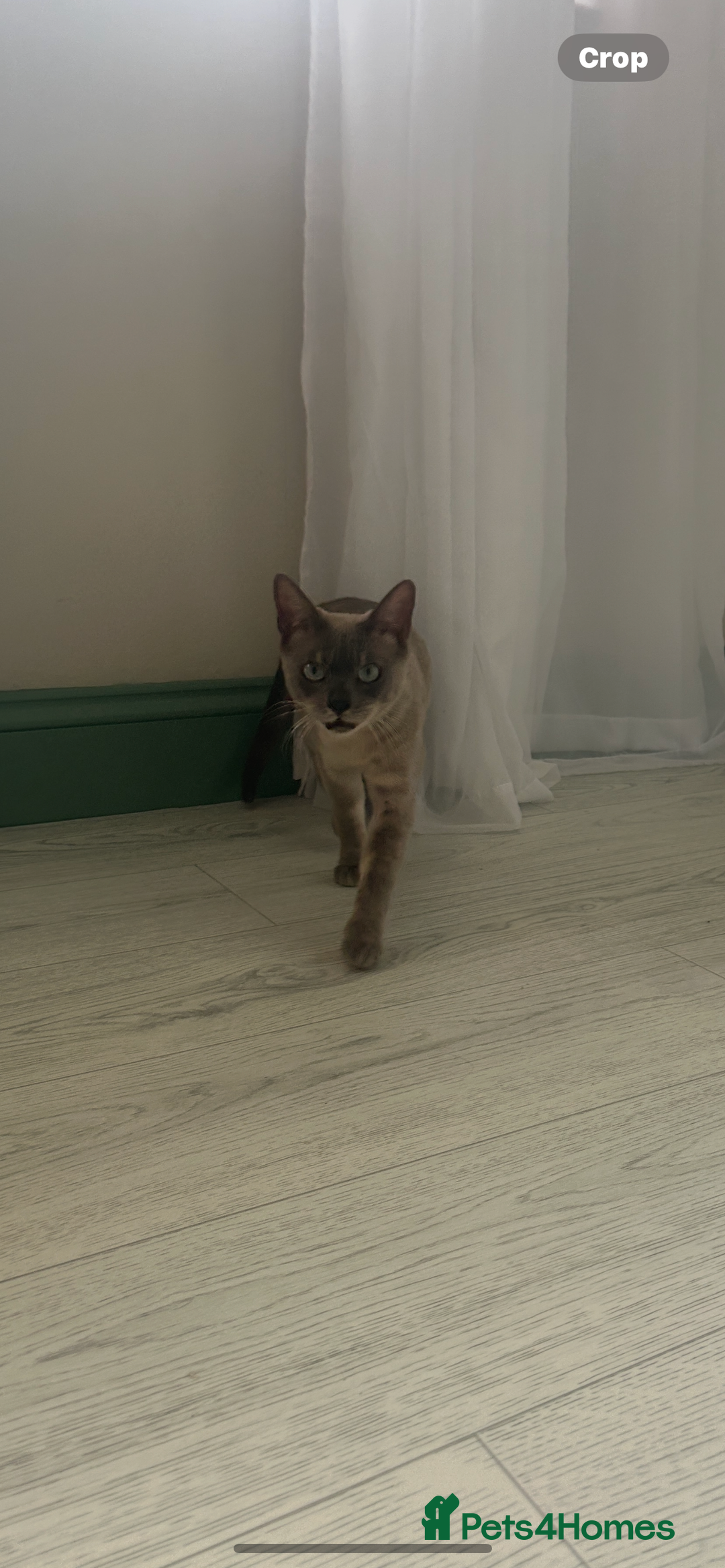 Bengal cats for sale: Beautiful Blue Mink Bengal Girl - Image 4