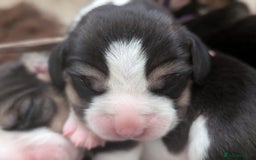 Beagle dogs for sale: Champion Show Line Beagle Puppies - Image 5