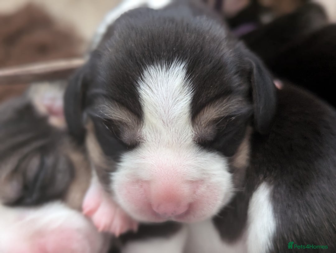Beagle dogs for sale: Champion Show Line Beagle Puppies - Image 5