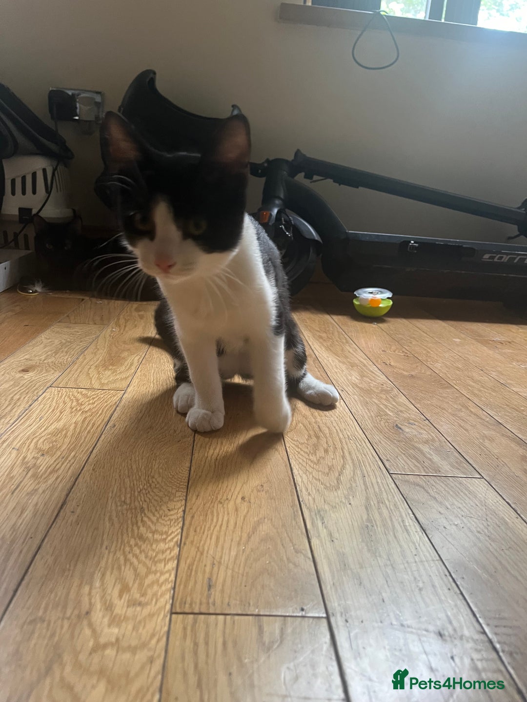 British Longhair cats for sale: Male cat looking for new home - Advert 4