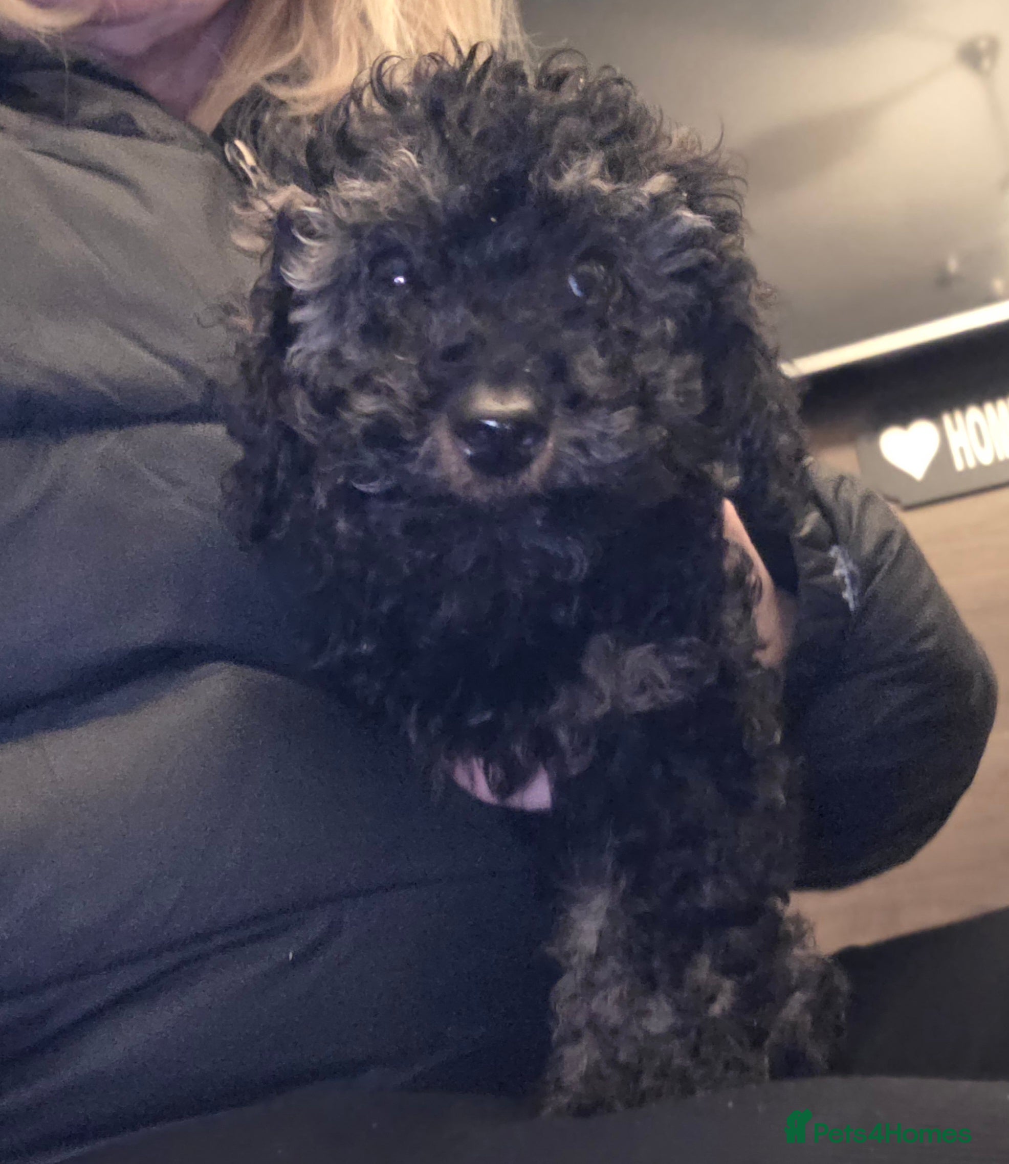 Doxiepoo dogs Beautiful toy poodle phantom rare colour 3/4 pups - Advert 4
