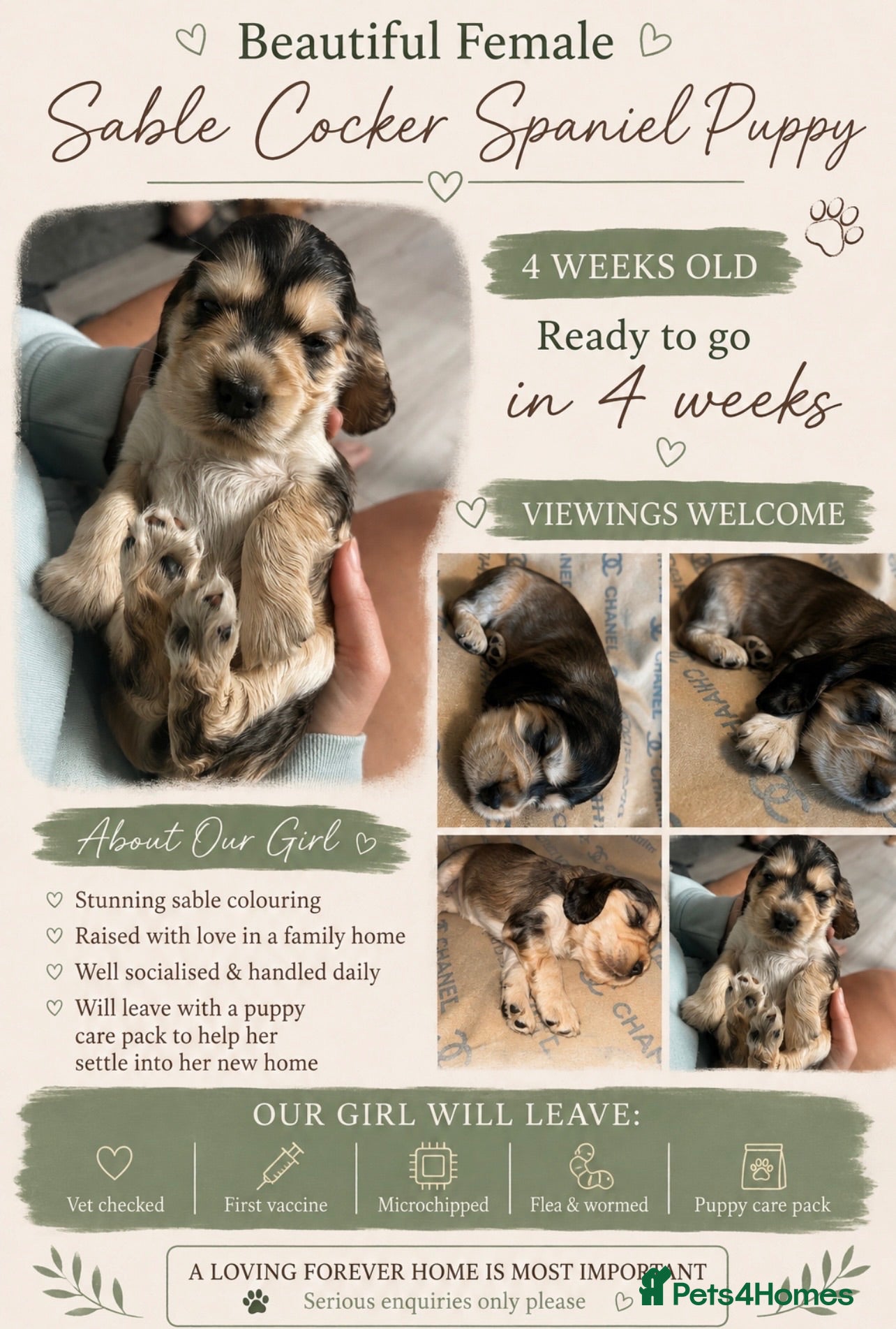 Cocker Spaniel dogs 1 Sable Female left - Show Cocker - Advert 5