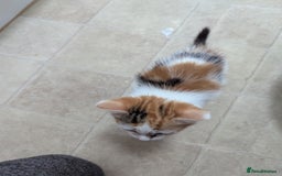 Domestic Shorthair cats for sale: two adorable kittens are looking for a home. - Image 8