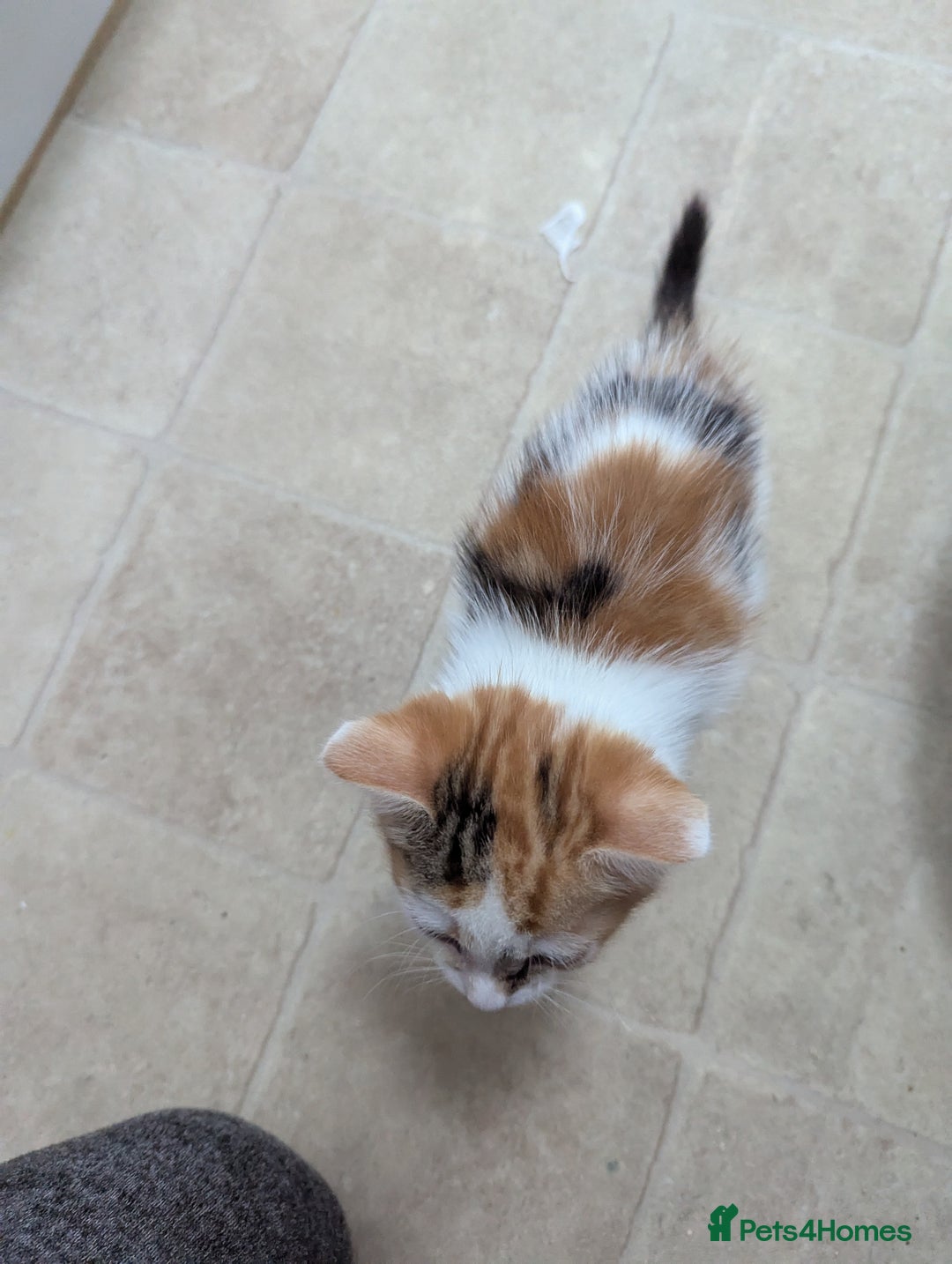 Domestic Shorthair cats for sale: two adorable kittens are looking for a home. - Image 8