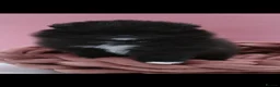 Pomeranian dogs for sale: Black Pomeranian puppy girl  - Advert 8