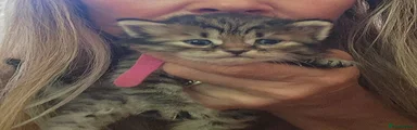 Siberian 6