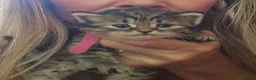 Siberian cats for sale: Traditional pure Siberian kittens, TICA reg - Advert 4