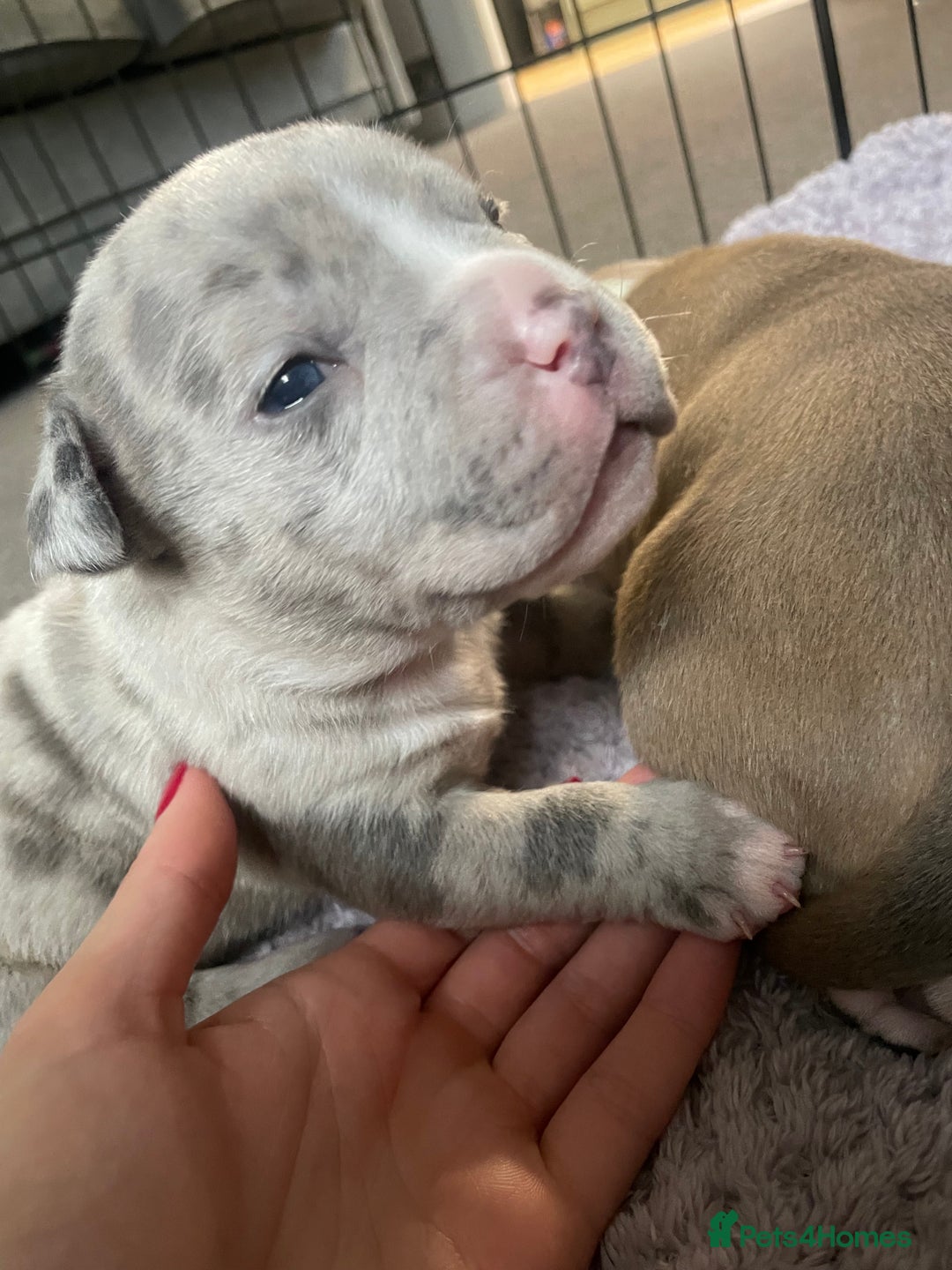 American Bully dogs for sale: ABKC registered Pocket bully/American bully   - Advert 3