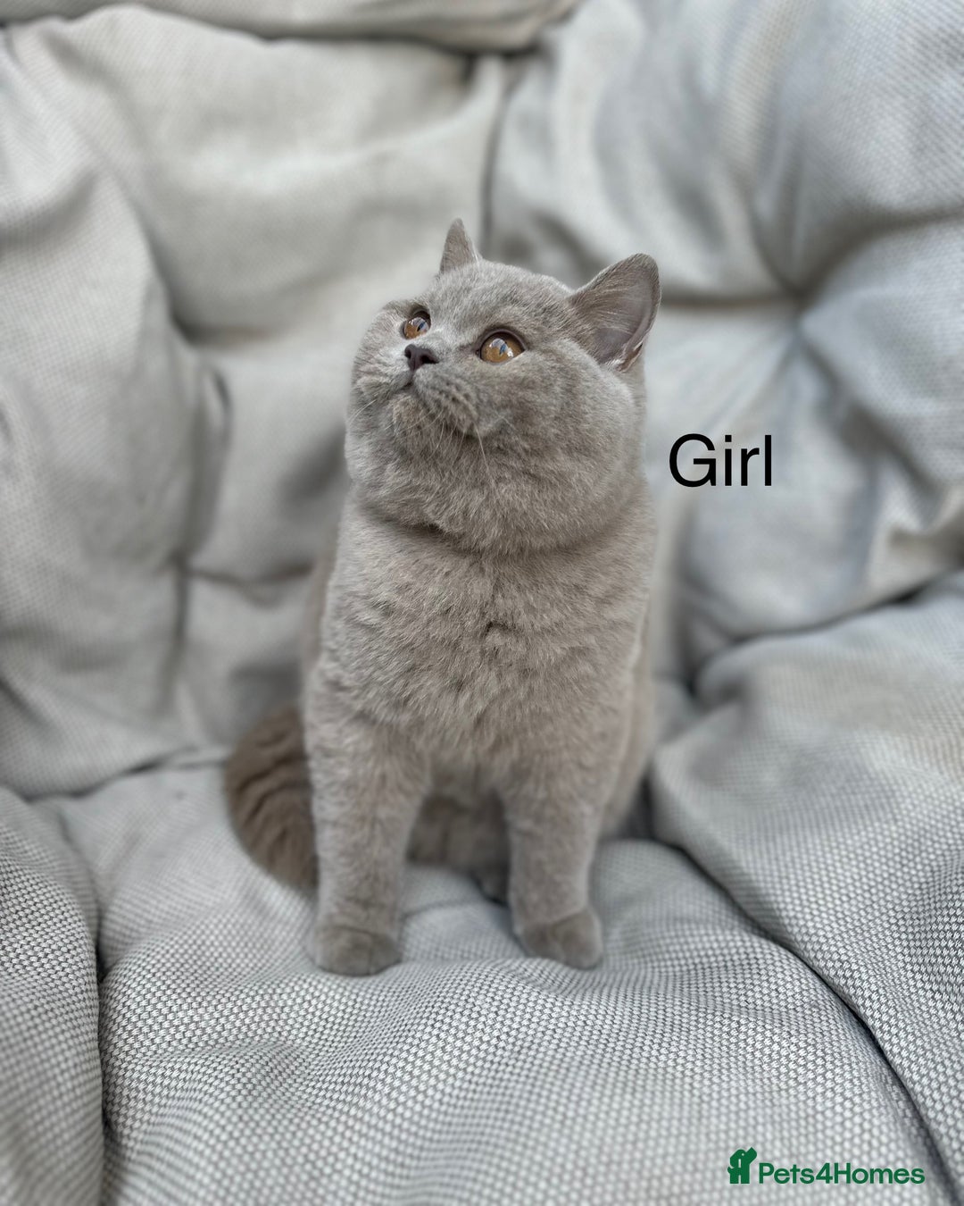 British Shorthair cats for sale: Ready British Shorthair Chunky Kittens - Advert 28