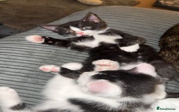 Mixed Breed cats for sale: 1 female kitten for sale  - Image 4
